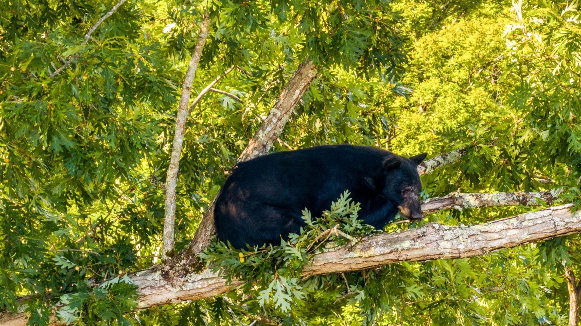 Baloo'S Bungalow Gatlinburg Exteriér fotografie